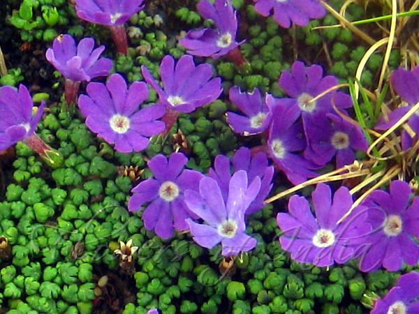Creeping Primrose
